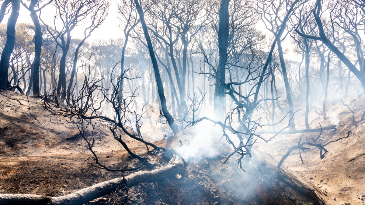 Vista del parque de las Canteras tras el incendio declarado este domingo en Puerto Real a 07 de agosto del 2023 en Puerto Real (Cádiz, Andalucía)