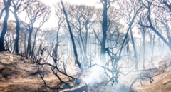 Los incendios forestales transforman un metal del suelo en un compuesto cancerígeno que se transmite por el aire