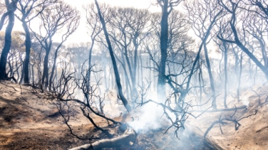 Los incendios forestales transforman un metal del suelo en un compuesto cancerígeno que se transmite por el aire