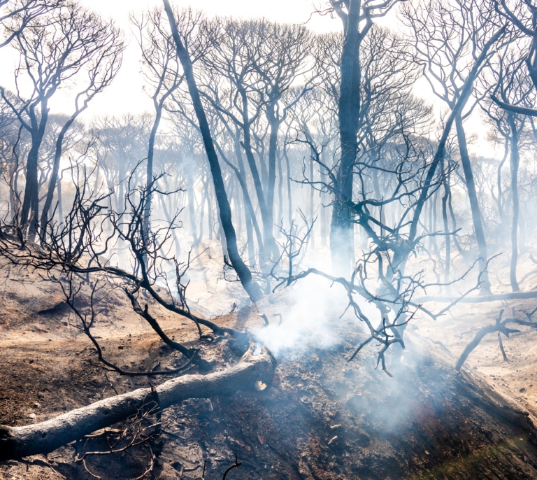 Los incendios forestales transforman un metal del suelo en un compuesto cancerígeno que se transmite por el aire
