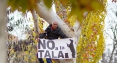 Comienza la tala en Arganzuela y Comillas con vecinos y activistas encaramados a los árboles