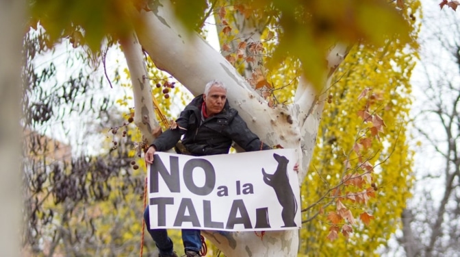 Comienza la tala en Arganzuela con vecinos y activistas encaramados a los árboles