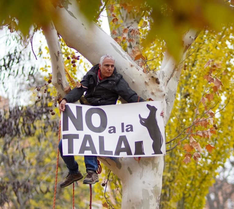 Comienza la tala en Arganzuela y Comillas con vecinos y activistas encaramados a los árboles