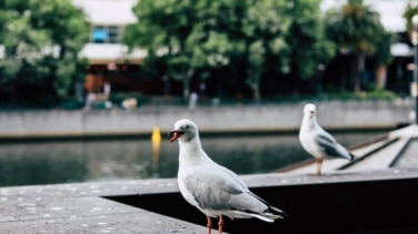 Las gaviotas de Barcelona dispersan bacterias resistentes a antibióticos