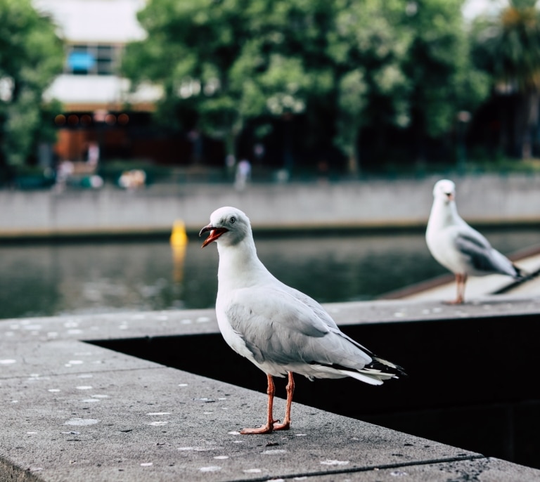 Las gaviotas de Barcelona dispersan bacterias resistentes a antibióticos