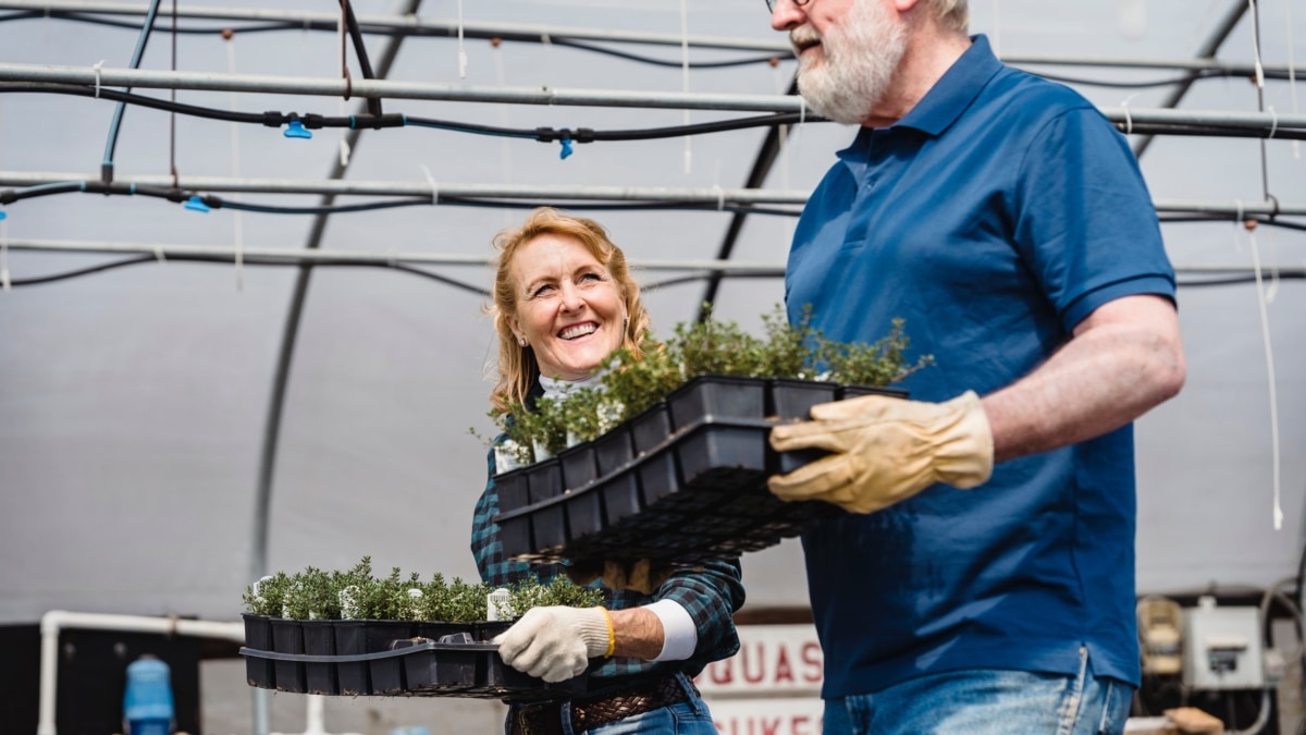 Dos trabajadores mayores cargan con plantas en un vivero.