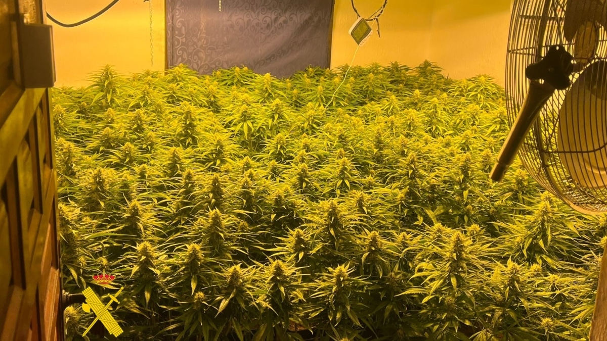 Imagen de un cultivo indoor de marihuana intervenido por la Guardia Civil en la localidad de Tabernas, Almería.