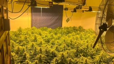 La Guardia Civil busca quien destruya su marihuana