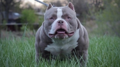 Vetados los American Bully XL: ¿qué pasa con los perros en Inglaterra?