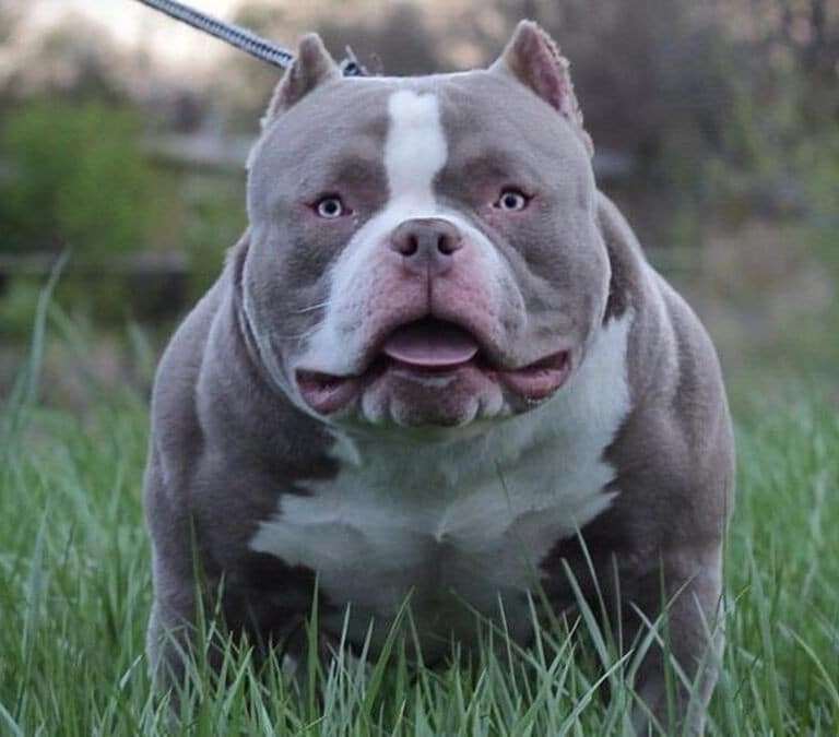 Vetados los American Bully XL: ¿qué pasa con los perros en Inglaterra?