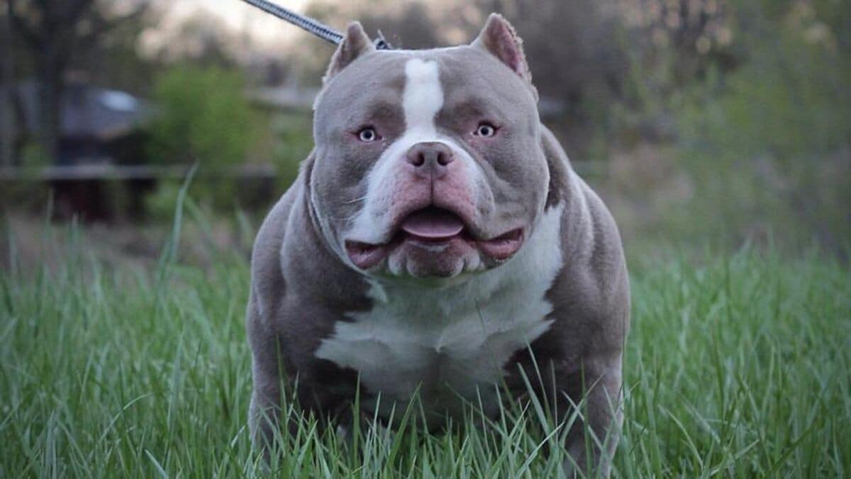 American Bully XL, prohibidos en inglaterra