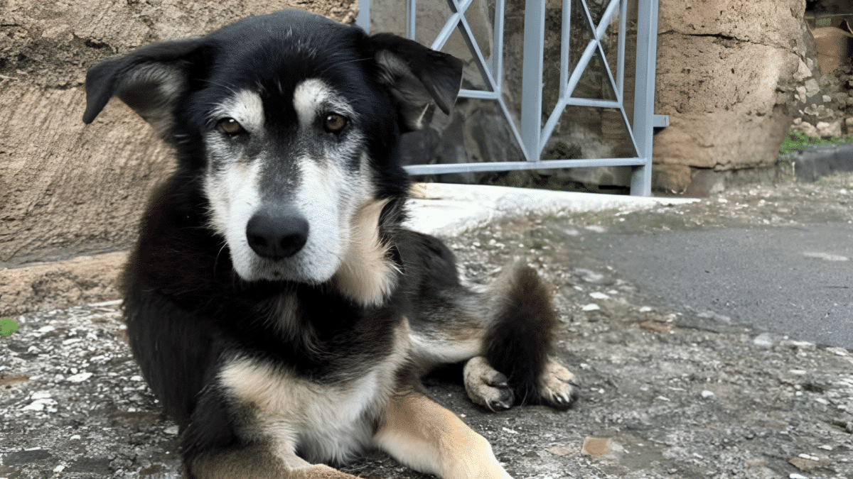 Argo, el último perro vagabundo de Pompeya.