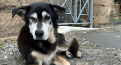 Muere Argo, el último perro vagabundo de Pompeya