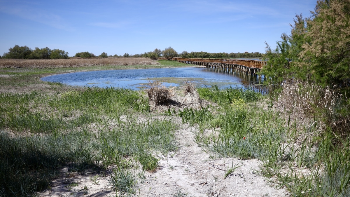 Vista de las Tablas de Daimiel en abril de 2023, en Ciudad Real, Castilla- La Mancha (España). Mientras Doñana se encuentra en el punto de mira de la actualidad debido a la aprobación por parte del Gobierno andaluz de un plan de regadíos que pueden afectar a su biodiversidad y permanencia, otro Parque Nacional, el de las Tablas de Daimiel en Ciudad Real