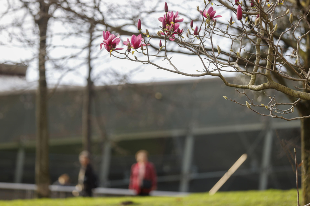 Un árbol comienza a florecer en Bilbao debido al calor anómalo, que está dejando estampas más próximas a la primavera.