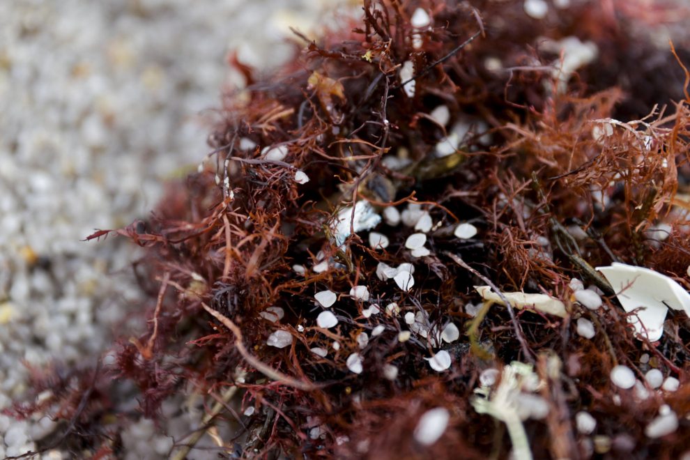 Pellets de plástico recogidos en la playa del Orzán, en A Coruña.