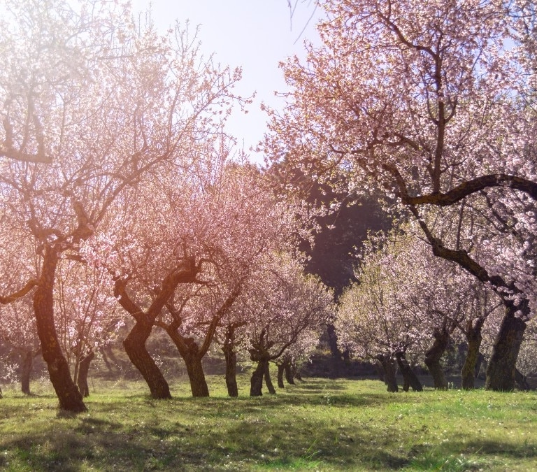 ¿Cuándo empieza la primavera 2024? La llegada de las flores y el calor