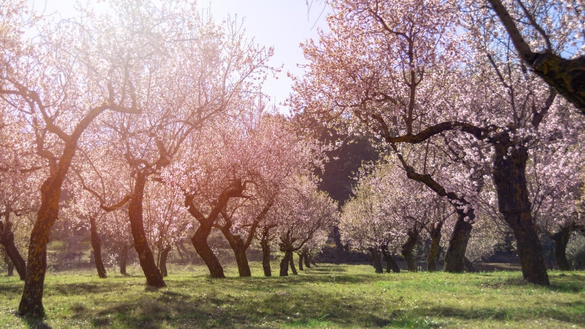 Cerezos en flor que florecen cuando empieza la primavera 2024