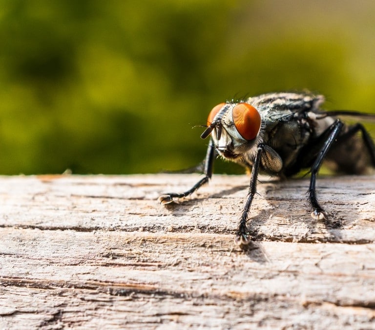 Trucos para ahuyentar o eliminar moscas en la casa