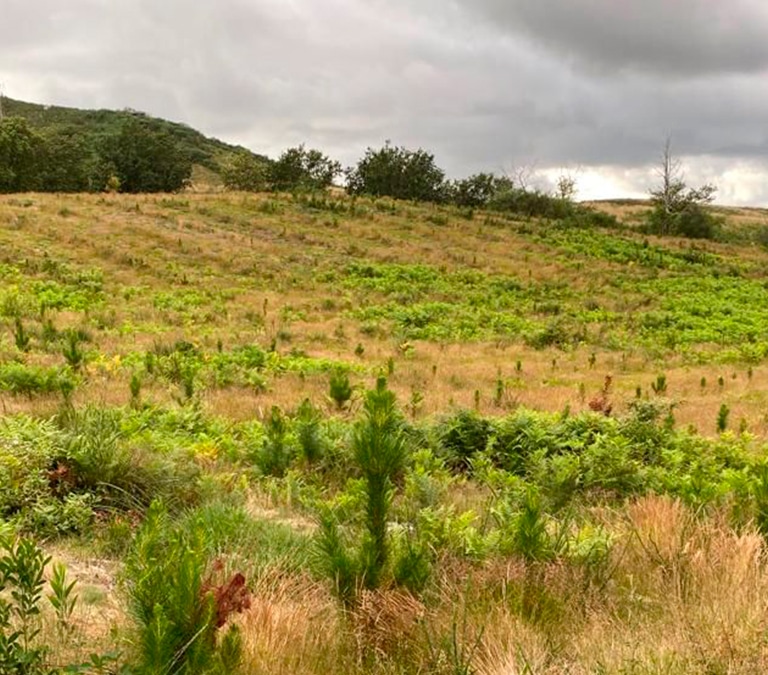 Los sectores que más apuestan por la reforestación son las fundaciones, los servicios financieros y salud y bienestar