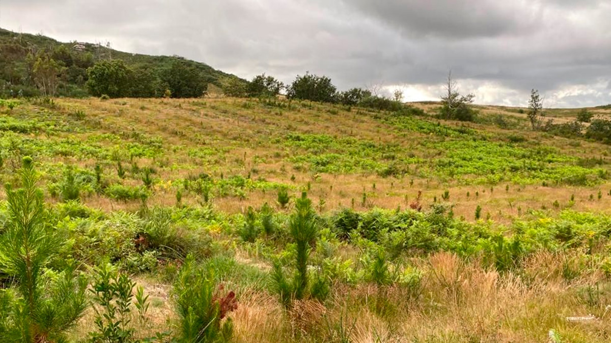 Los sectores que más apuestan por la reforestación son las fundaciones, los servicios financieros y salud y bienestar