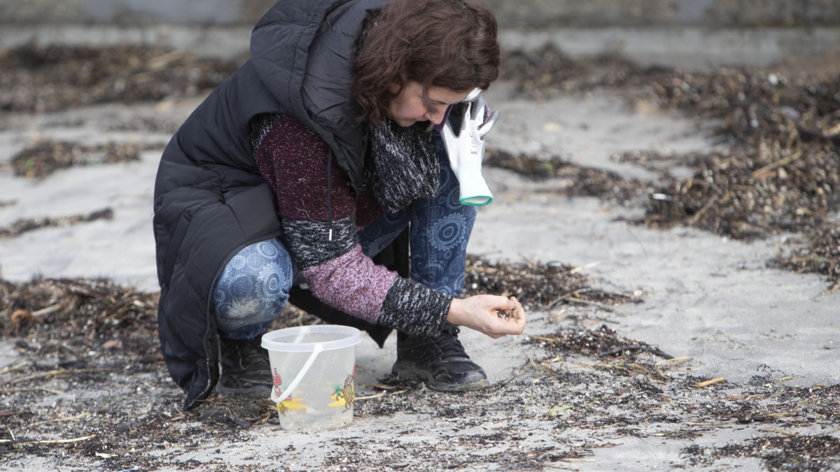 Voluntarios de Galicia recogen pellets de plástico en la Playa de A Madorra en Nigrán.