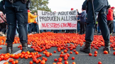 Los tomates y melones del Sáhara Occidental deben etiquetarse con su "país de origen" y no como de Marruecos