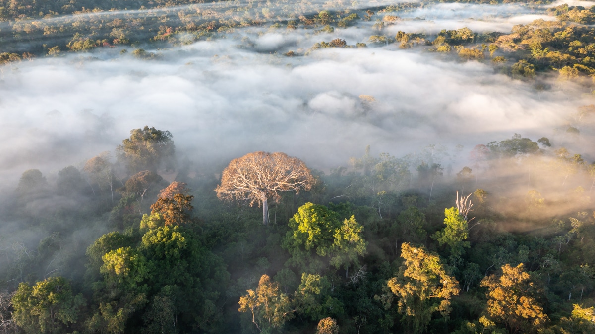 La Amazonia, el bosque más grande del mundo, podría colapsar en el 2050