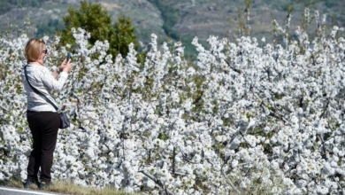 Cuándo vamos a ver los cerezos en flor en 2024: fechas, sitios y dónde verlos