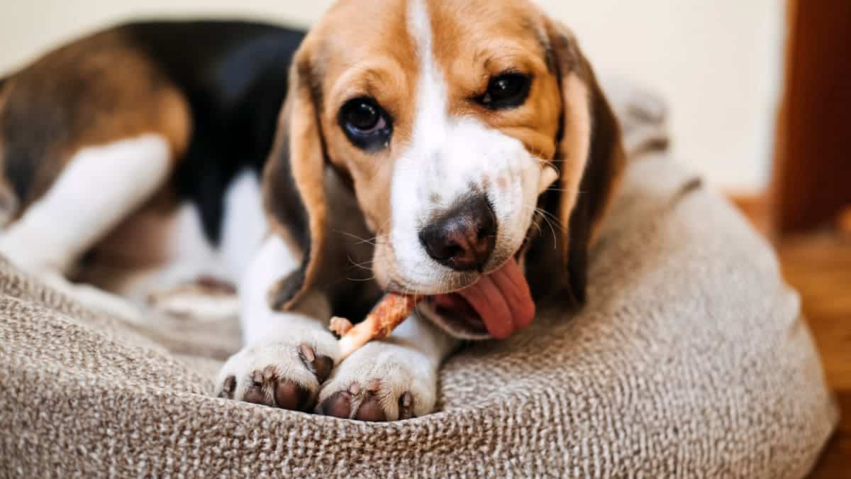 Estos alimentos no los deben comer los perros