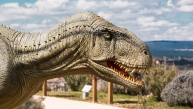 El tren que te lleva a ver dinosaurios a 1 hora de Madrid en una ciudad Patrimonio