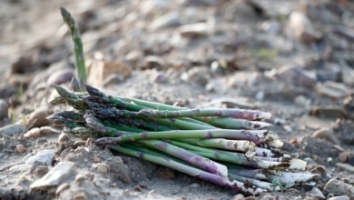 El presente y futuro de la agricultura ecológica