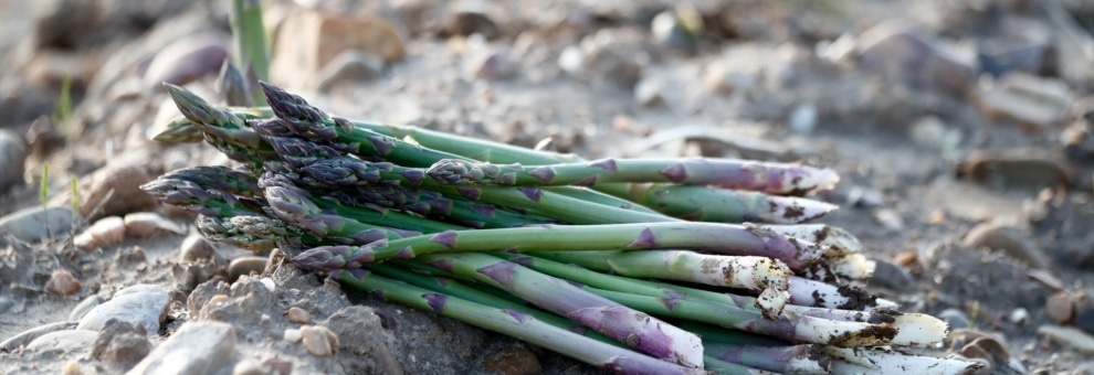 Espárragos verdes recién cortados en una plantación de Guadalajara.
