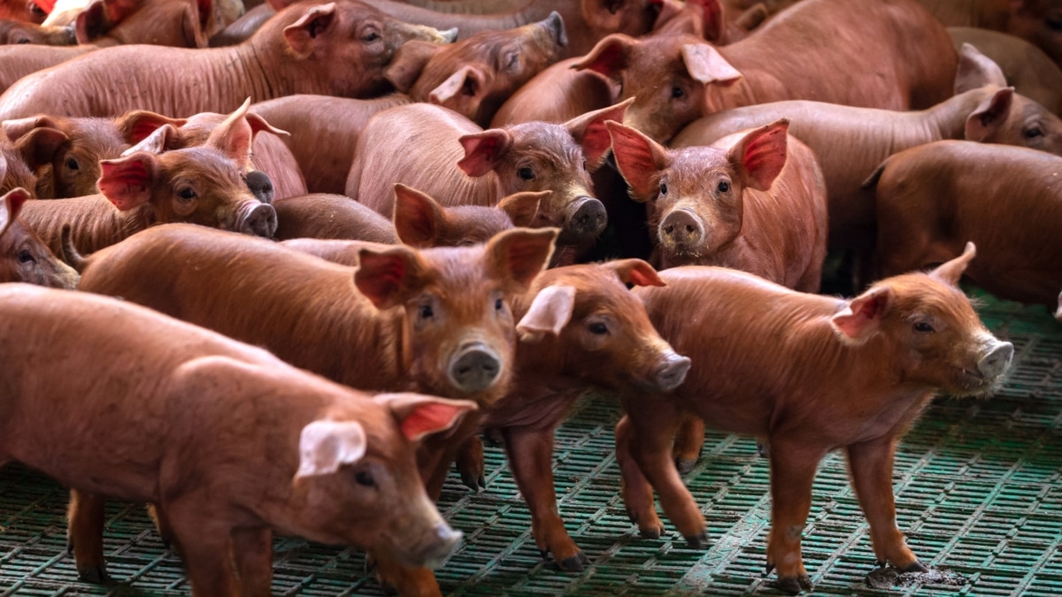 Lechones de raza ibérica pura en la Finca Morianillo de la empresa Jierrito Alto en Jerez de los Caballeros