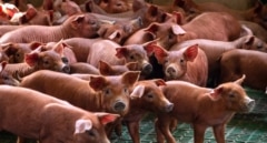 Detectan un caso de gripe porcina en un trabajador de una granja de Lleida