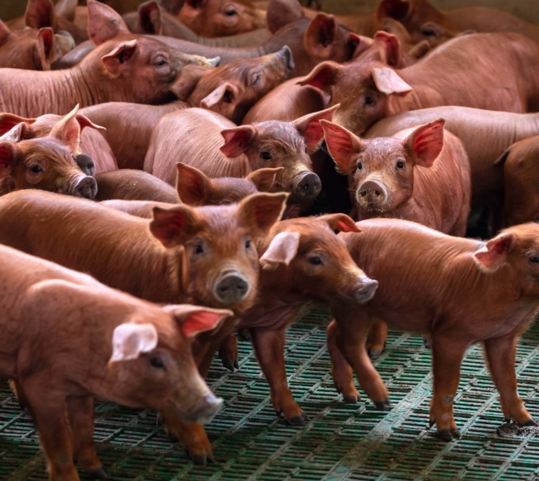 Detectan un caso de gripe porcina en un trabajador de una granja de Lleida