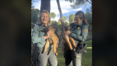 La Guardia Civil pone en marcha un programa de acogida temporal de crías de perro