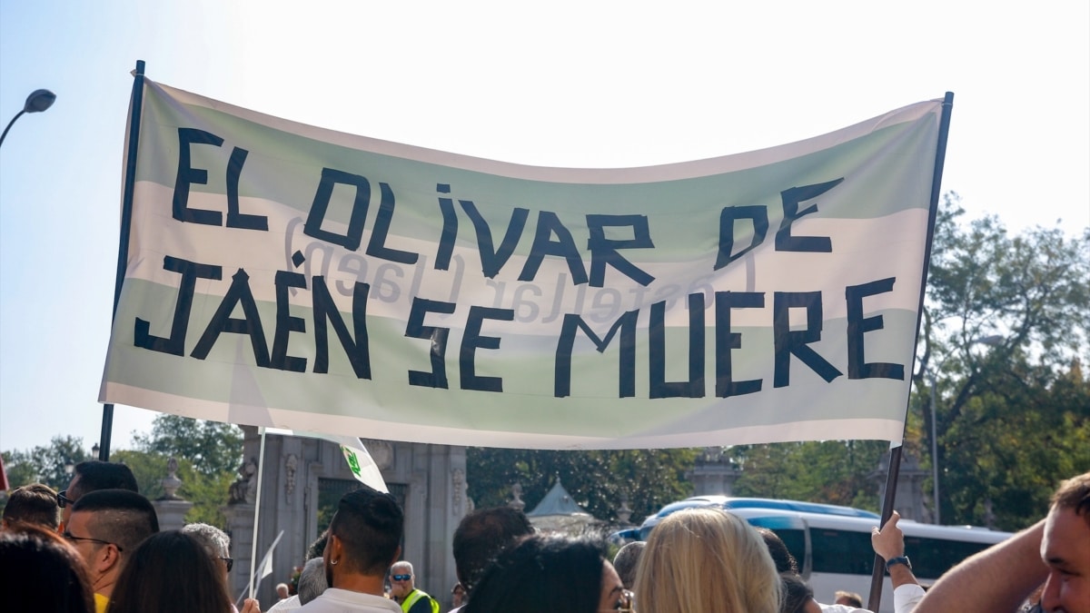 Pancarta con el lema 'El olivar de Jaén se muere' durante la manifestación convocada por COAG, UPA, Asaja y Cooperativas Agro-Alimentarias en defensa del olivar tradicional, en Madrid.