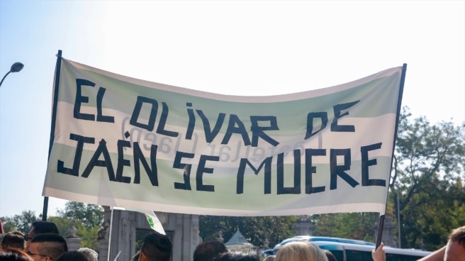 Pancarta con el lema 'El olivar de Jaén se muere' durante la manifestación convocada por COAG, UPA, Asaja y Cooperativas Agro-Alimentarias en defensa del olivar tradicional, en Madrid.