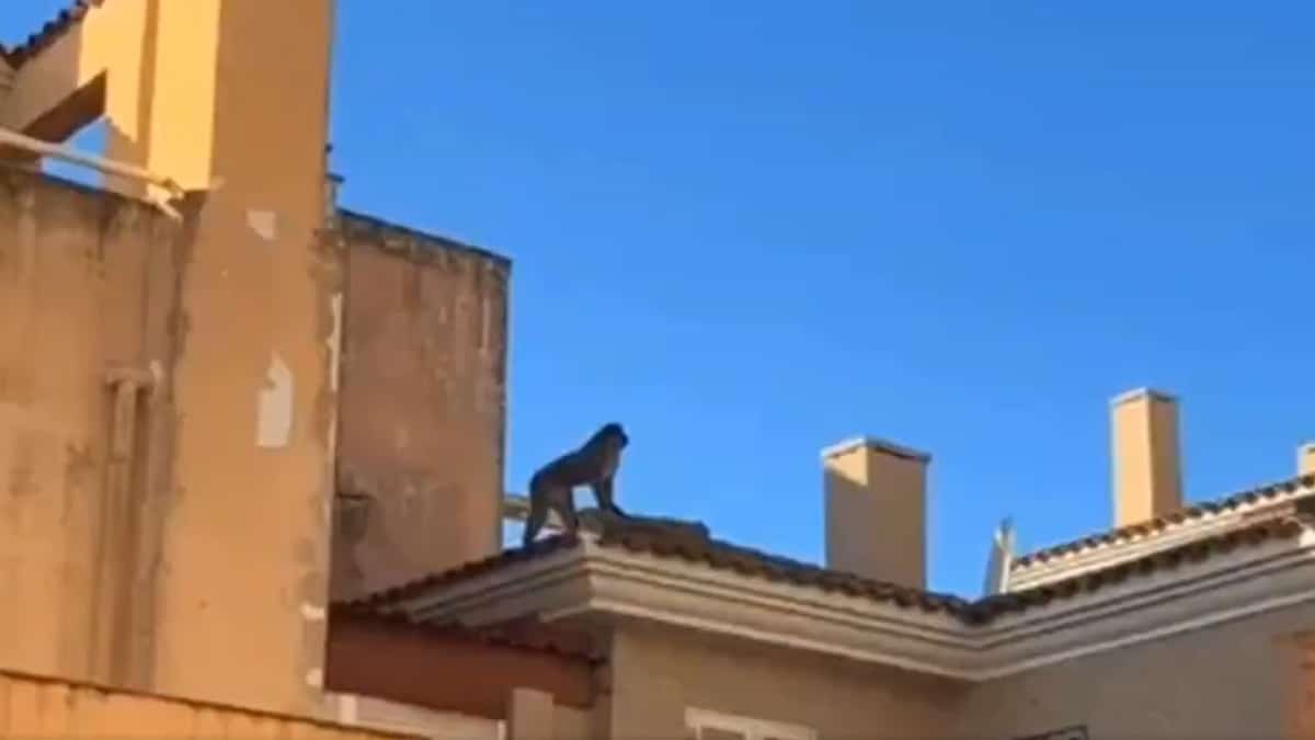 El mono por los tejados de La Línea.