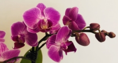 Cómo cuidar una orquídea en casa: el secreto de esta delicada planta