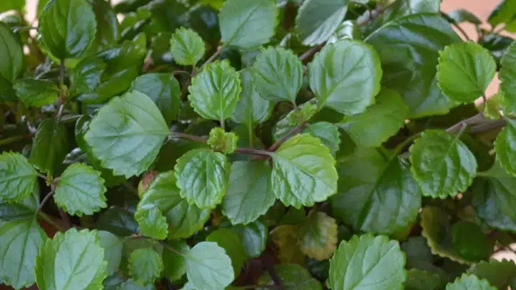 Plectranthus, la planta planta del dinero asociada a la buena suerte.