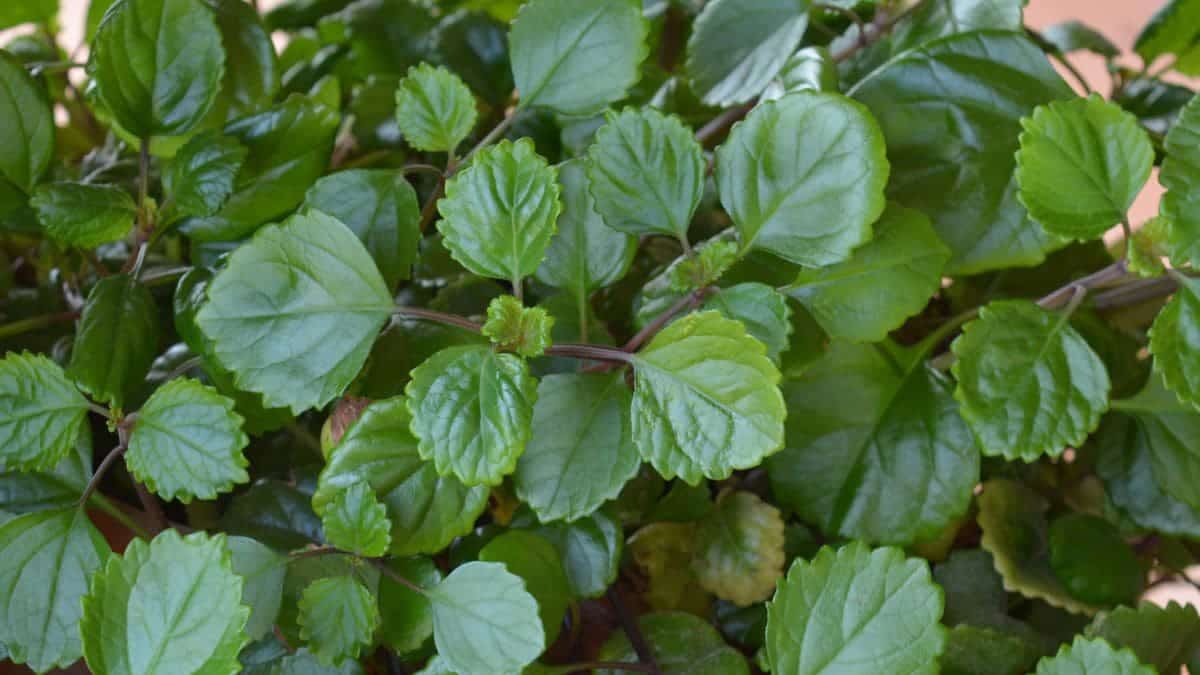 Plectranthus, la planta planta del dinero asociada a la buena suerte.