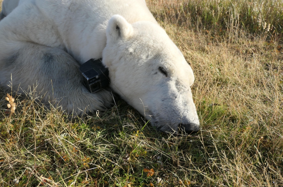 Uno de los osos polares de la investigación con la cámara en el collar.