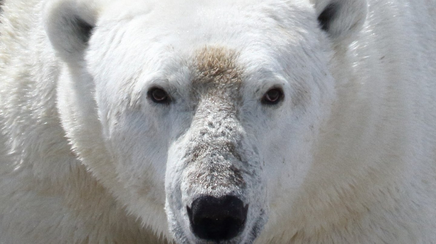 Oso Polar en la región occidental de la bahía de Hudson.