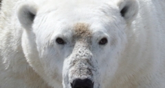 La agónica extinción de los osos polares; largos veranos árticos comiendo carroña y bayas