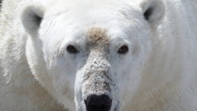La agónica extinción de los osos polares; largos veranos árticos comiendo carroña y bayas