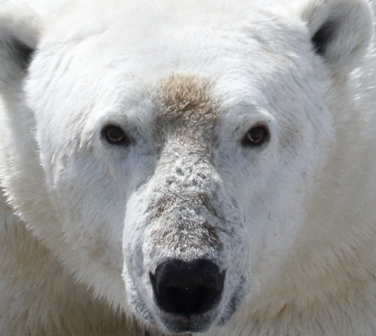 La agónica extinción de los osos polares; largos veranos árticos comiendo carroña y bayas