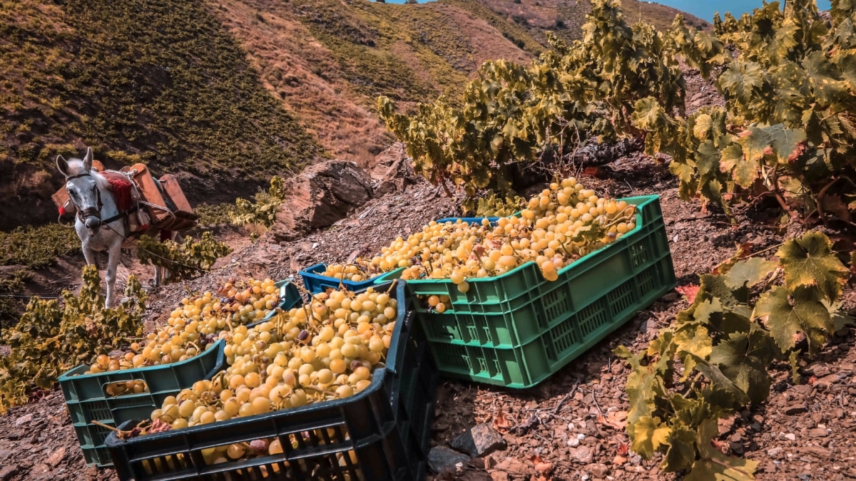 Uvas cosechadas a mano se sientan en cajas en un viñedo durante la campaña de cosecha de uva