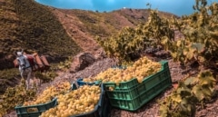La producción de cava y vino en Cataluña caerá un 30% por la sequía
